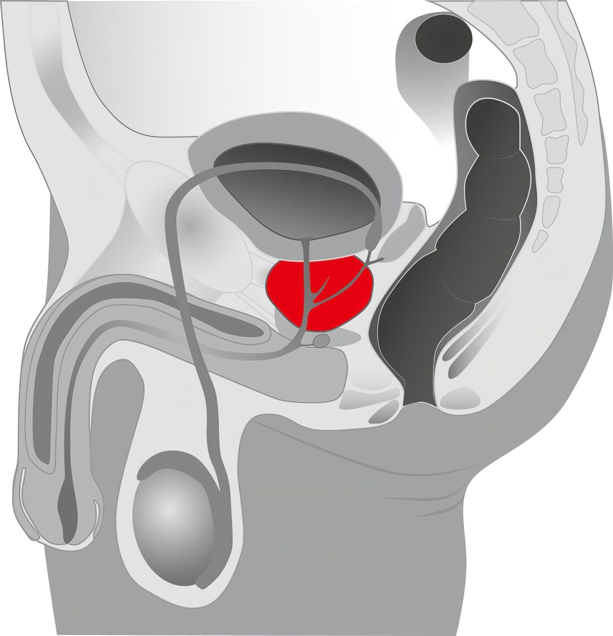 You2Toys - Prostate massager - forgó prosztata vibrátor (fekete) You2Toys - Prostate massager - forgó prosztata vibrátor (fekete)